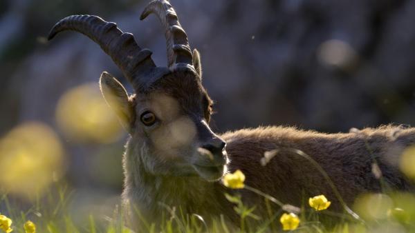 Bild 1 von 38: Im Bild: Steinbock, Junge Männchen sind noch keine Einzelgänger.