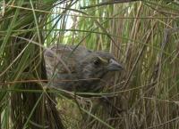 Tierische Superbauten: Wunderwerk Nest