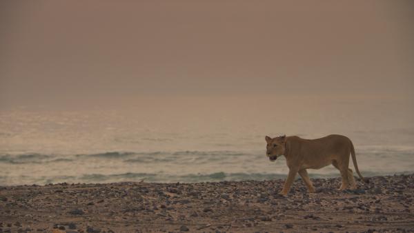 Bild 1 von 15: Nach 40 Jahren sind Löwen an die Skelettküste Namibias zurückgekehrt.