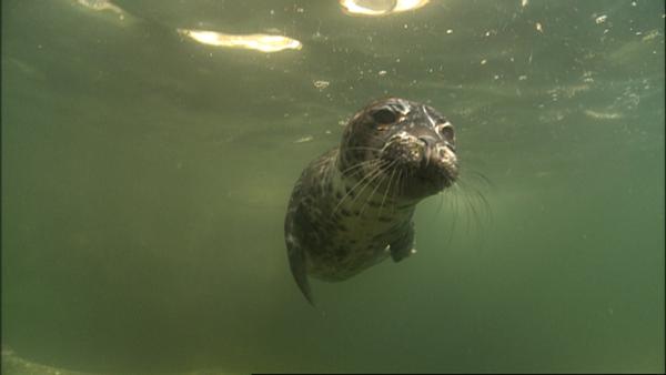 Bild 1 von 6: Kegelrobben gibt es in Europa und Kanada.