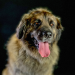 Wie der Hund die Welt eroberte