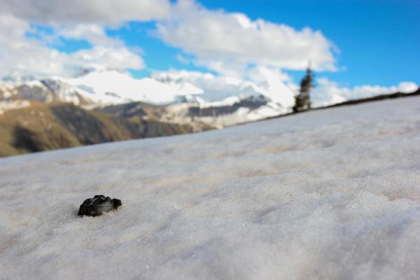 Bild 1 von 9: Im Bild: Frosch im Schnee.