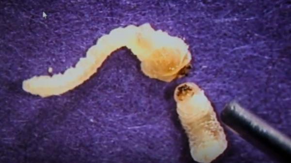 Bild 1 von 3: Diese Larve eines invasiven Borkenkäfers wurde an der Grenze entdeckt - ihr unkontrolliertes Auftreten könnte ganze Ernten vernichten.