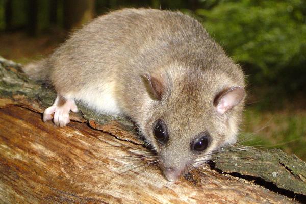 Bild 1 von 2: Das Siebenschläfer-Weibchen.