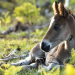 Wald der wilden Ponys