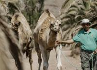 Aus dem Feuer geboren: Die Kanaren Inseln der Glückseligkeit