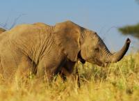 Serengeti