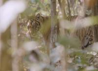 Tracker Diaries - Die Tiger von Nepal