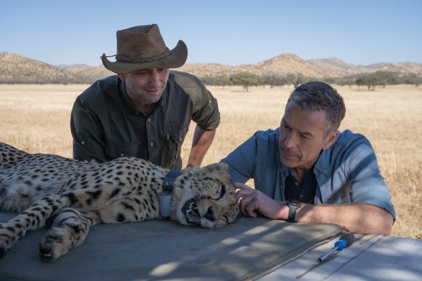 Bild 1 von 4: Dirk Steffens assistiert bei der Besenderung eines wilden Geparden. Er ist  fasziniert von der Schönheit der seltenen Raubkatze.