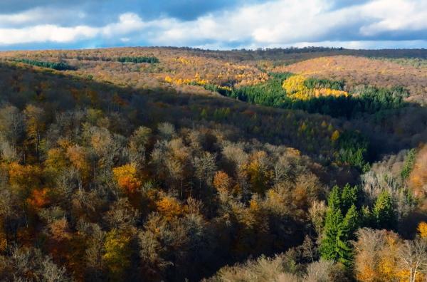 Bild 1 von 1: Wälder bedecken rund ein Drittel der Landfläche unserer Erde und spielen eine entscheidende Rolle in den ökologischen Kreisläufen sowie als natürliches Mittel, um Kohlenstoff zu reduzieren.