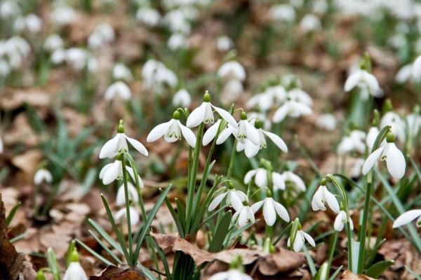 Bild 1 von 17: Im Bild: Schneeglo¨ckchen.