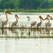 Wasserparadiese in Europa: Das Donaudelta
