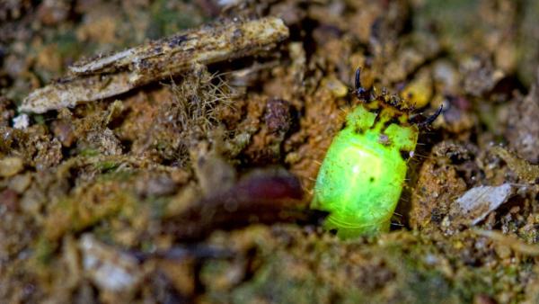 Bild 1 von 2: Glühende Lichter mitten im Amazonas - mit der Entdeckung einer unbekannten Käferart stoßen Insektologen auf ein neues Rätsel.