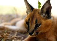 Das Waisenhaus für wilde Tiere