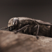 Der sechste Sinn der Tiere