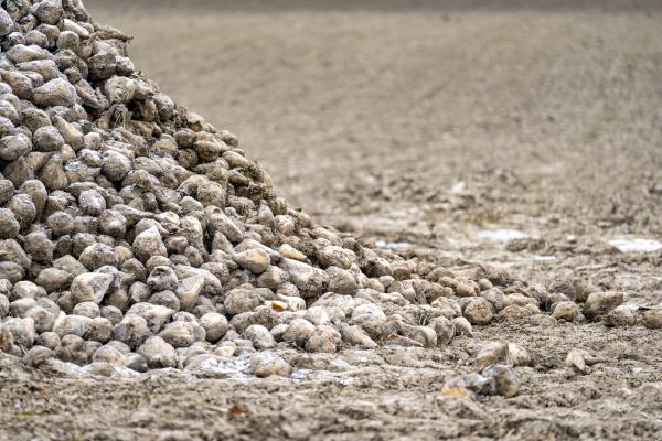 Bild 1 von 1: Ab September beginnt die Ernte der Zuckerrüben und dauert etwa zwei Monate.