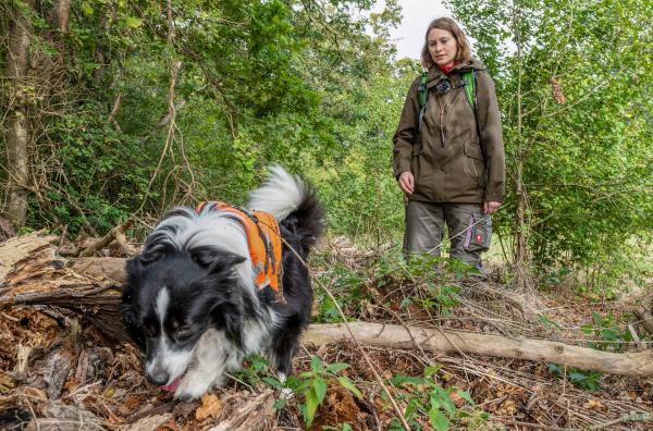 Bild 1 von 3: Annegret Grimm-Seyfarth ist mit ihrem Spürhund Zammy auf der Suche nach Molchen.