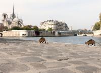 Paris - Stadt der Tiere