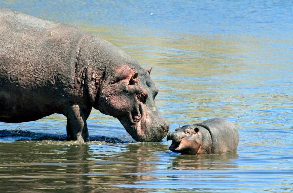 Bild 1 von 6: Auch Flusspferde können Sonnenbrand bekommen. Drüsen unter der Haut bilden ein rötliches Sekret, das die Tiere vor UV-Strahlung schützt.