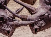 Tierische Titanen