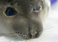 Eisige Welten - Planet im Wandel