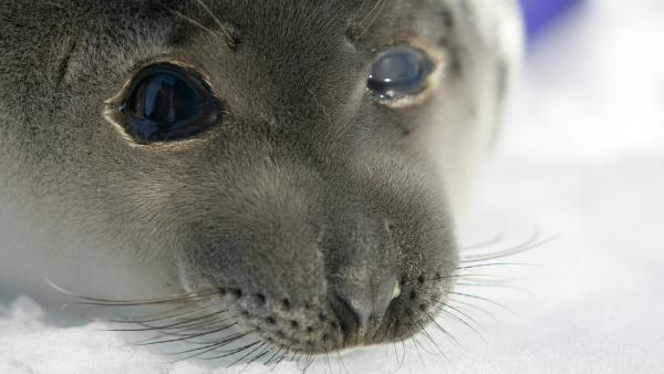 Bild 1 von 24: Im Bild: Eine junge Sattelrobbe.
