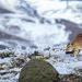 Pumas - Legenden der Anden