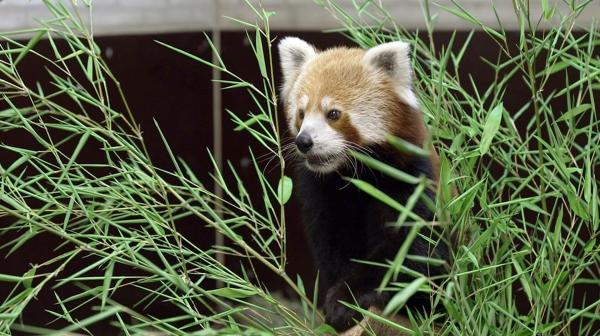 Bild 1 von 6: Nachwuchs erhofft sich das Zoo-Team auch bei den Roten Pandas. Aus Budapest ist Neuzugang Fine angekommen. Die pelzige Schönheit soll mit Pandamann Flin verkuppelt werden. Vielleicht können sich die Pfleger auf eine romantische Lovestory freuen.