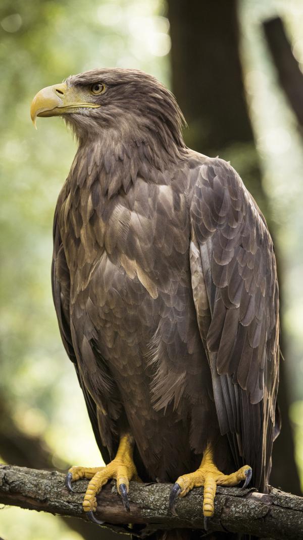 Bild 1 von 2: Zurückgekehrt: 50 Jahre galt er in Österreich als ausgestorben. Nun ist er wieder da - der Seeadler.