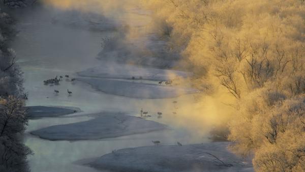 Bild 1 von 15: Mandschurenkraniche am Kushiro-Fluss in Japan.