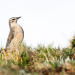 Von der Steppe in die Alpen - Vögel in Österreich