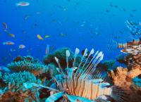 Australiens Meereswunder