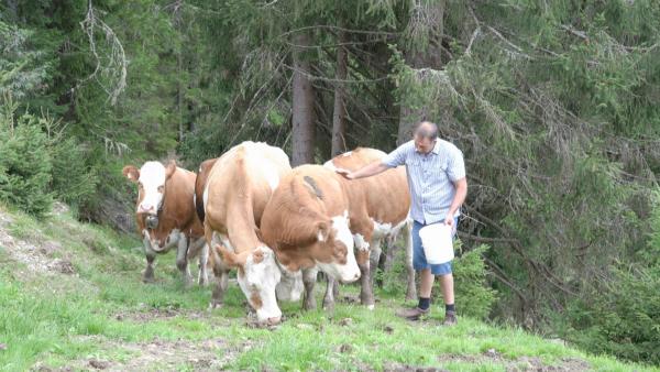 Bild 1 von 23: Im Bild: Zitz-Bauer bei der Almviehfütterung.