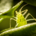Winzige Wunder: Insekten