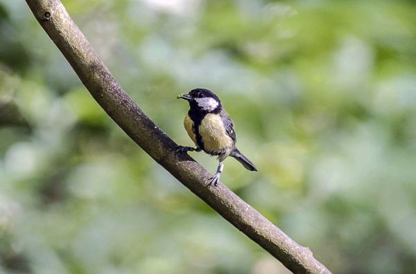 Bild 1 von 5: Die Kunde einer neuen Futterquelle verbreitet sich wie ein Lauffeuer im sozialen Netzwerk der in den Wäldern Englands beheimateten Kohlmeisen.
