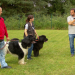 Der Hundeprofi