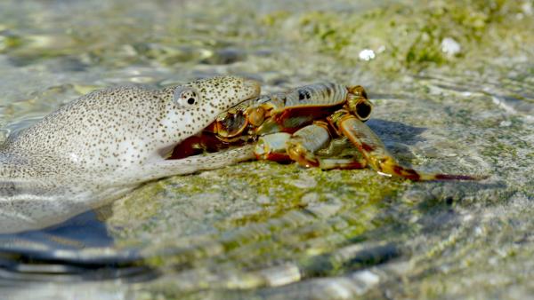 Bild 1 von 5: Um zu jagen, können Muränen auf den Marshallinseln sogar kurzzeitig das Wasser verlassen.