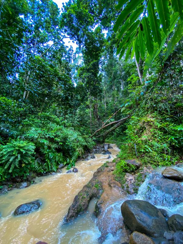 Bild 1 von 12: Inmitten des tropischen Regenwaldes.