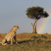 Serengeti - Wilde Geschichten aus der Savanne