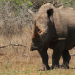Welt der Tiere