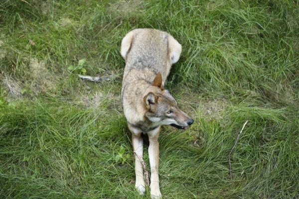 Bild 1 von 10: Ein Wolfsrüde aus dem Nationalpark Bayerischer Wald im Tierfreigelände des Hauses zur Wildnis in Ludwigsthal.
