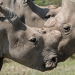 Die Tricks der Tiere