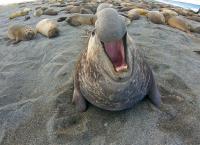 Undercover unter Tieren