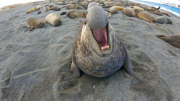 Bild 1 von 5: See-Elefantenbulle, Südgeorgien.