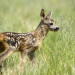 Wildes Oldenburger Land