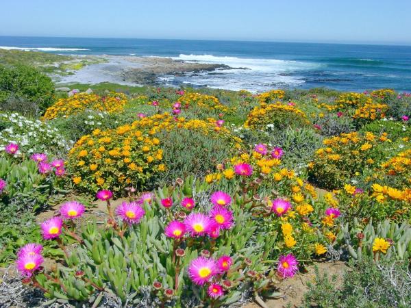 Bild 1 von 3: Im Bild: Westküste Südafrikas (Namaqualand) zur Blütezeit der Mittagsblumen.