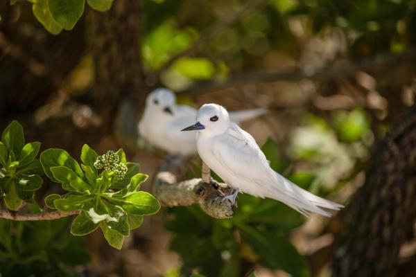 Bild 1 von 9: Feenseeschwalbe (Gygis alba) auf Hawaii.