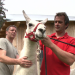 Über alle Berge - Mit Lamas über die Alpen