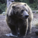 Absturz in der Wildnis