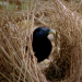 Baumeister der Wildnis